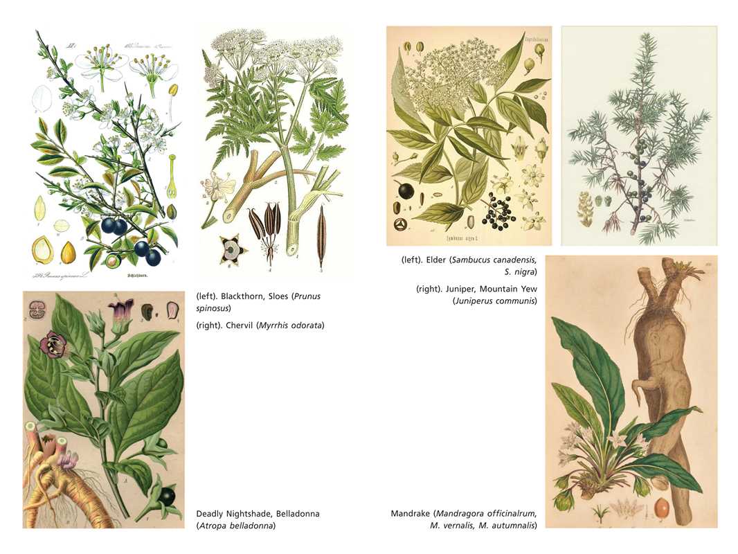 Sacred Herbs of Samhain by Ellen Evert Hopman | Celtic Herbal Magick & Rituals
